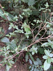 Rhododendron