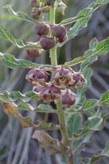 Pachycarpus concolor