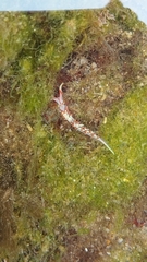 Phidiana militaris