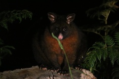 Trichosurus vulpecula fuliginosus