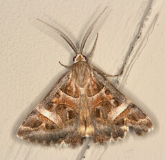 Cerocala vermiculosa