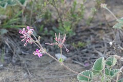 Pelargonium reniforme