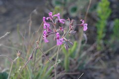 Pelargonium reniforme