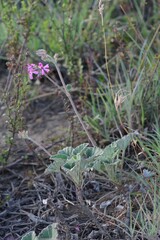 Pelargonium reniforme