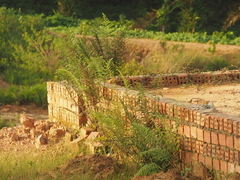 Pityrogramma calomelanos