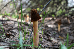 Verpa bohemica