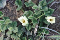 Thunbergia capensis