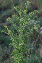Nidorella