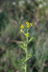 Nidorella