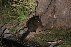 Trichosurus vulpecula fuliginosus