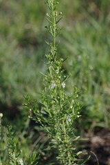 Teucrium trifidum