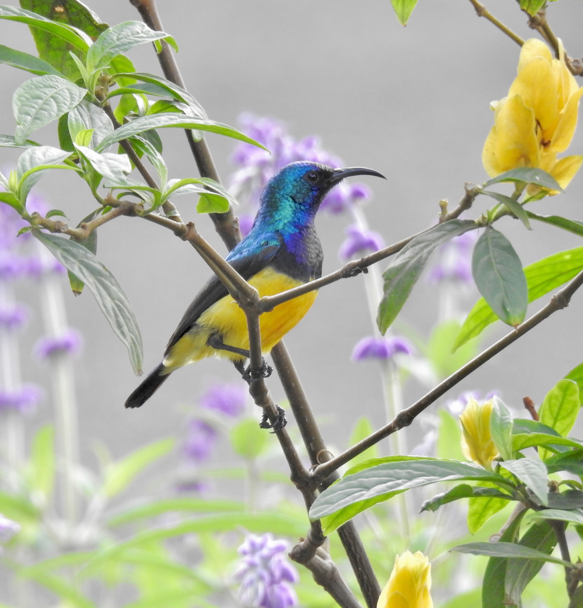 Variable Sunbird (Cinnyris venustus)