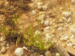 Fimbristylis quinquangularis quinquangularis
