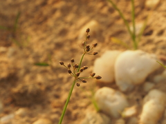 Fimbristylis quinquangularis quinquangularis