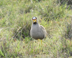 Vanellus senegallus
