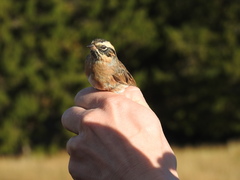 Prunella atrogularis