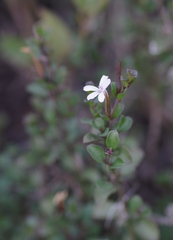 Dyschoriste setigera