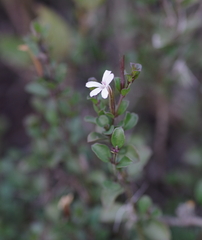 Dyschoriste setigera