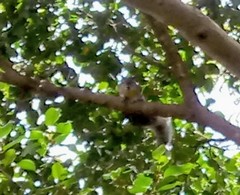 Sciurus aureogaster