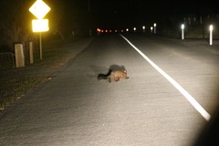 Trichosurus vulpecula fuliginosus