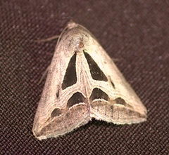 Cuneisigna obstans