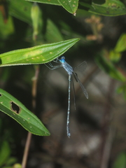 Lestes praemorsus