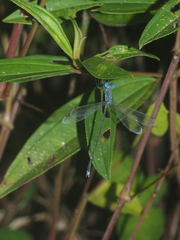 Lestes praemorsus