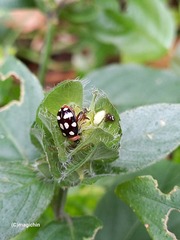 Alagoasa trifasciata