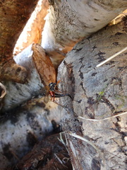 Tanyptera atrata