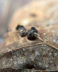 Harmandiola