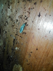 Adelidae