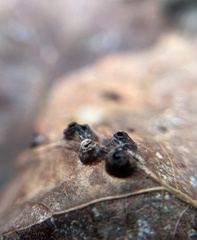 Harmandiola