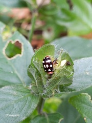 Alagoasa trifasciata