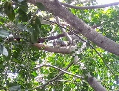 Sciurus aureogaster