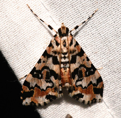 Conchylodes bryophilalis