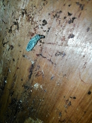 Adelidae