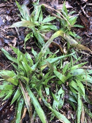 Dichanthelium laxiflorum