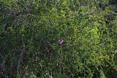Ehretia rigida