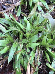Dichanthelium laxiflorum