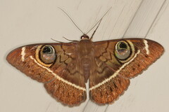 Cyligramma latona