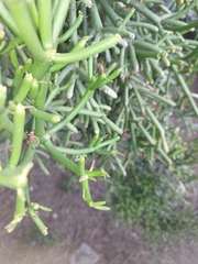 Euphorbia aphylla