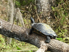 Pseudemys concinna suwanniensis