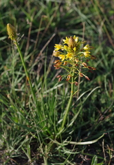 Bulbine abyssinica
