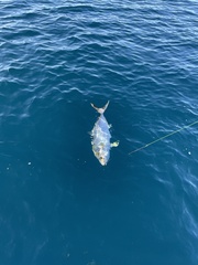Seriola dumerili