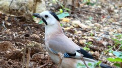 Garrulus glandarius atricapillus