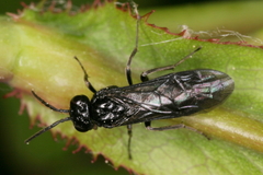 Blennocampinae