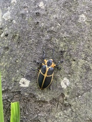 Mecistomela marginata