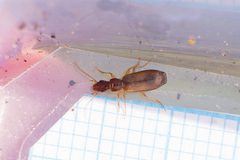 Paradromius linearis