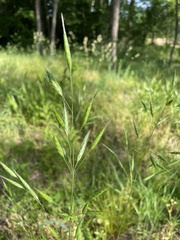 Bromus hordeaceus