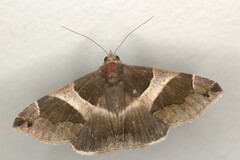 Dysgonia torrida